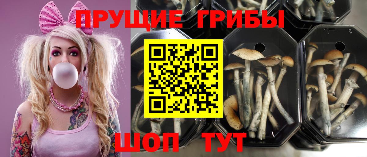Псилоцибиновые грибы прущие грибы Нефтекамск